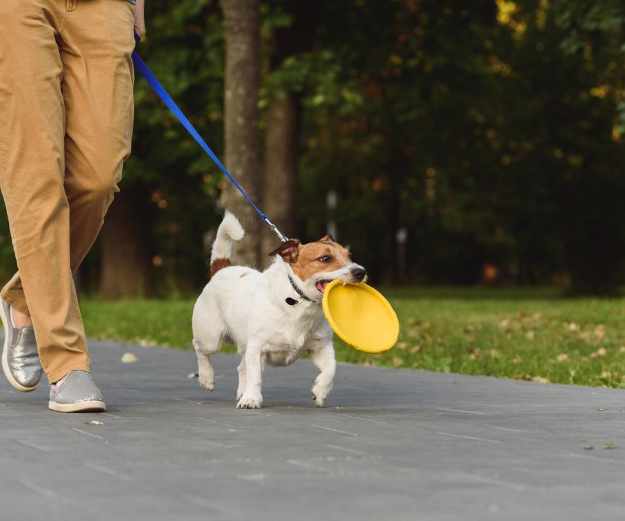 A person walking a dog on a leash; the dog carries a yellow frisbee in its mouth.