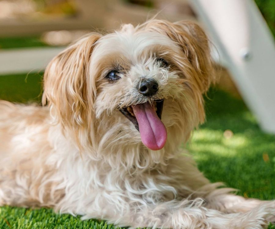 Small fluffy dog with tan and white fur lying on green grass, panting with its tongue out, looking happy.