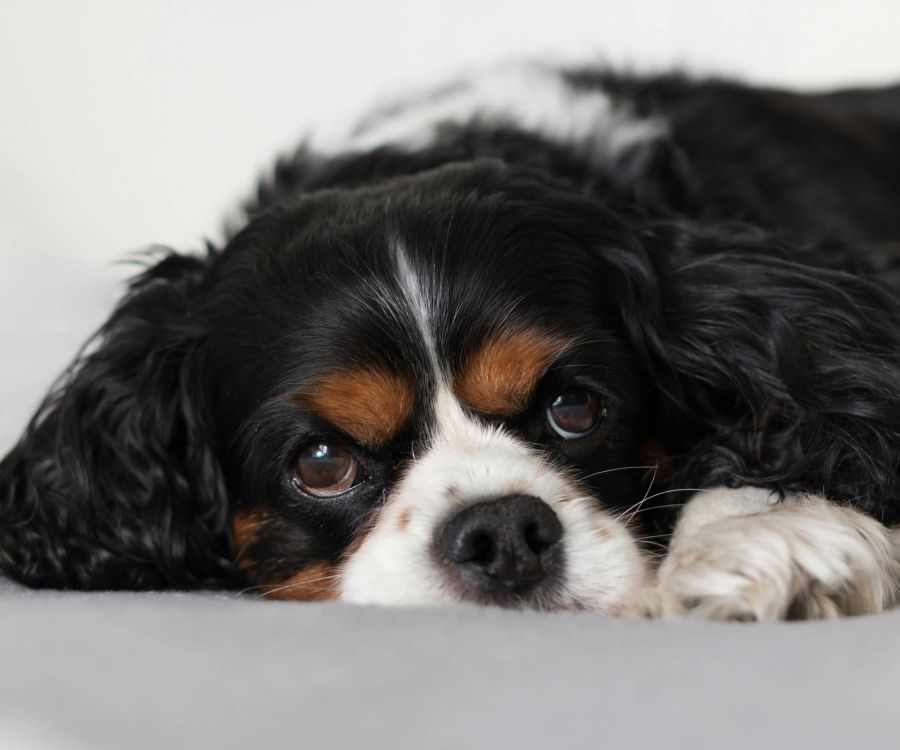 East Hill A Cavalier King Charles Spaniel lies on a bed, looking up with soft brown eyes and a relaxed expression.