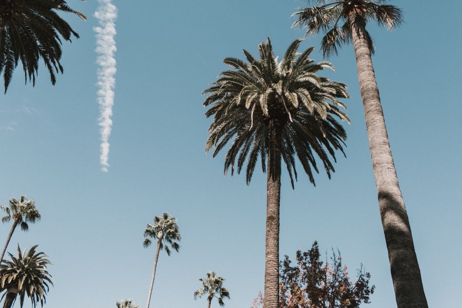 The East Hill Tall Palms in Tracy Canyon Park