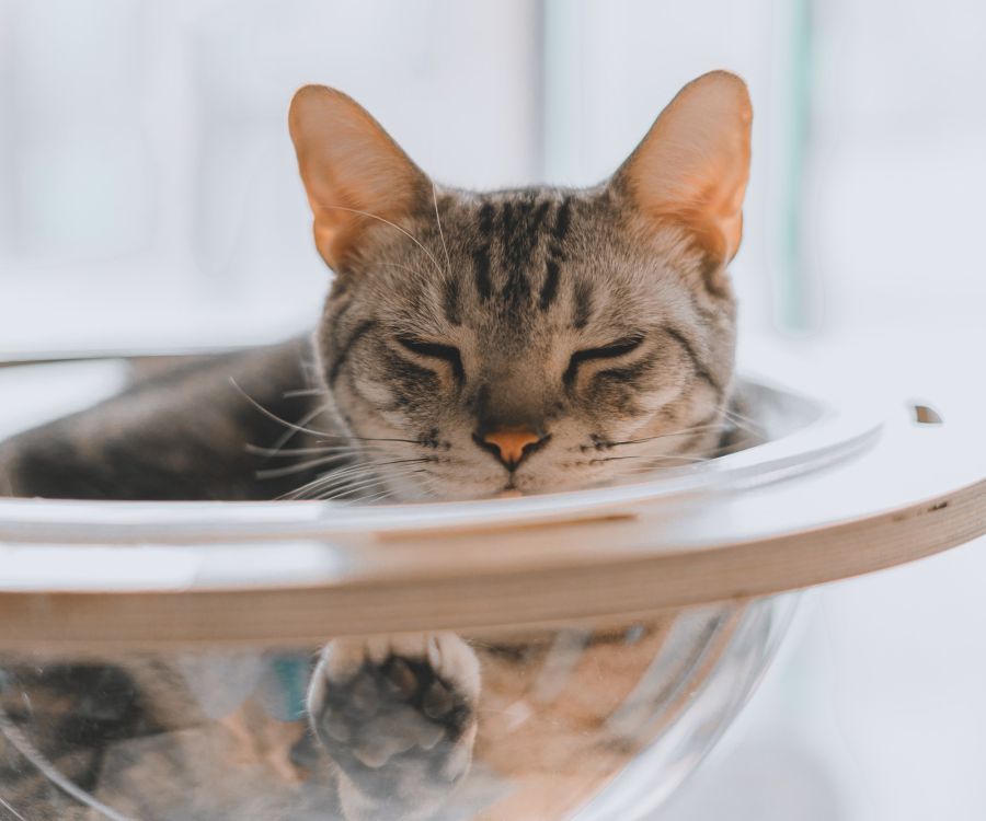 Villa Malta A tabby cat with closed eyes is resting comfortably in a clear, round bowl-like bed.