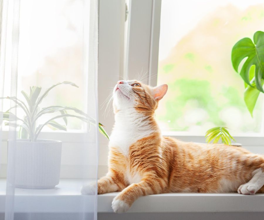 Orange and white cat lying on a windowsill, looking up, with green plants and sunlight in the background.